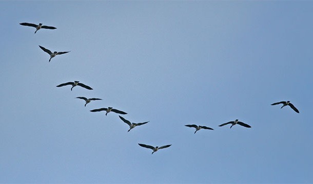 You know why when geese fly in a V, one side of the V is longer than the other?