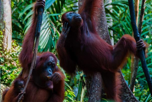 Orangutans in the forest