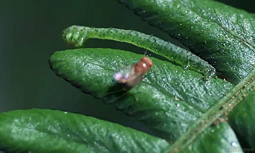 Caterpillar hunting a fruit fly