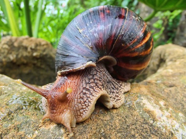 Giant African Snails