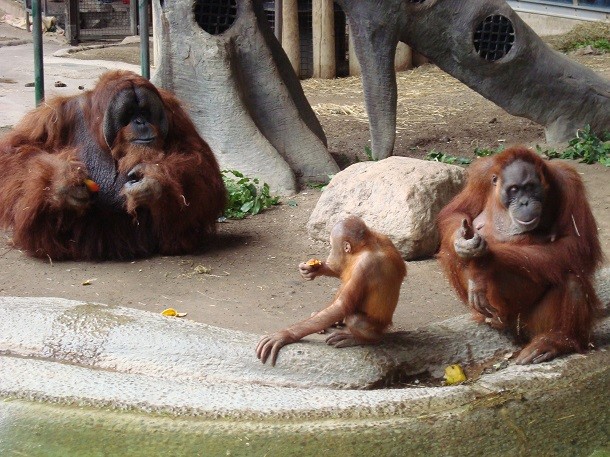 Sumatran_orangutan_family_in_Toronto_Zoo