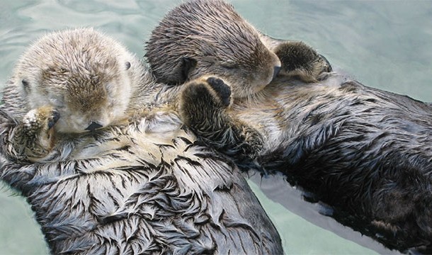 Otters hold hands while they sleep so that they don't drift apart from each other
