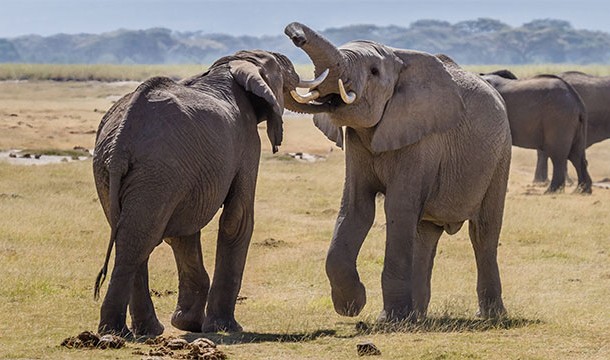Elephants can move their skin to crush mosquitos between the rolls