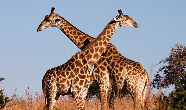 To determine if female giraffes are fertile, the males head butt them in the abdomen until they urinate. Then they taste the urine.