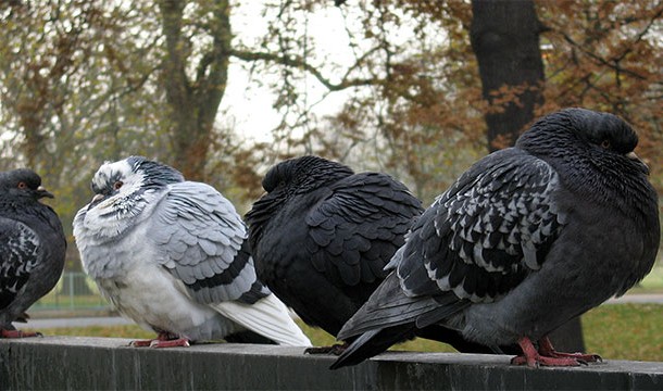 Pigeons can count while dogs can't