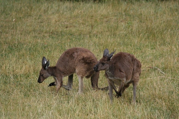 2_Western_Grey_Kangaroos