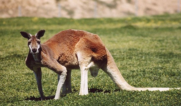 Kangaroos can't jump backwards
