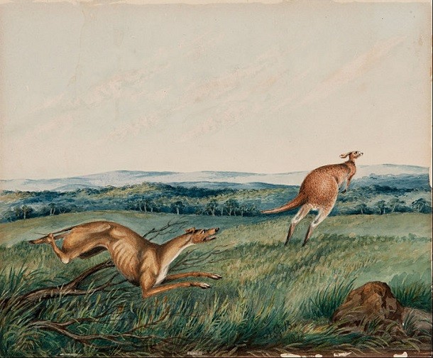 Adam_Gustavus_Ball_-_Dog_chasing_a_kangaroo