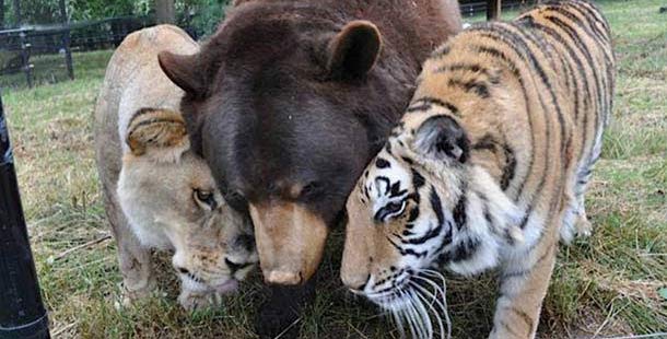 25 unlikely animal friendships that are just too adorable