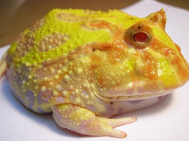 Ceratophrys_ornata_(Pacman_Frog)