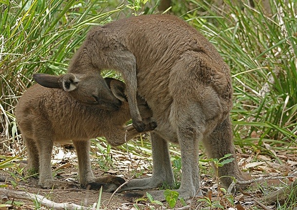 Eastern_Grey_Kangaroo_Feeding