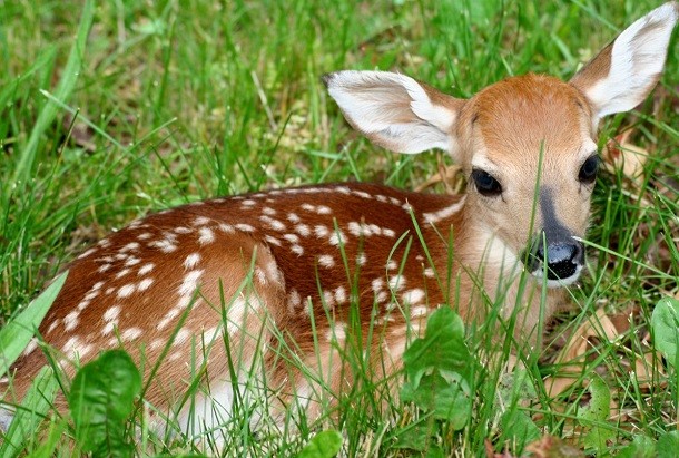 Fawn-in-grass