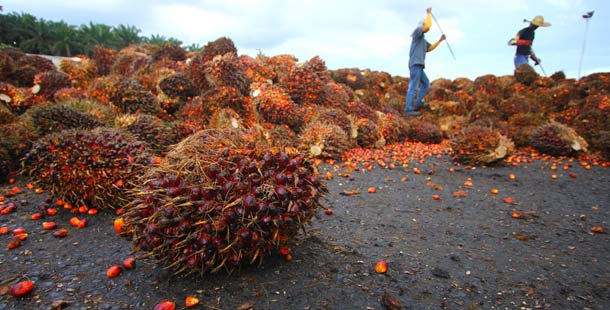 A person standing in front of a pile of fruit