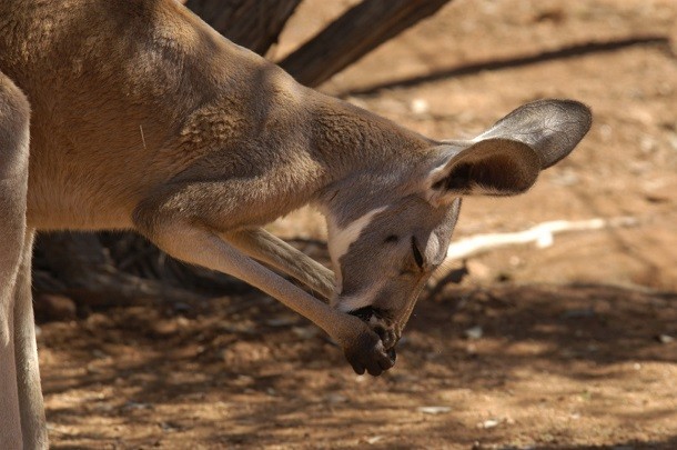 Red_Kangaroo,_Desert_Park,_Alice_Springs,_NT