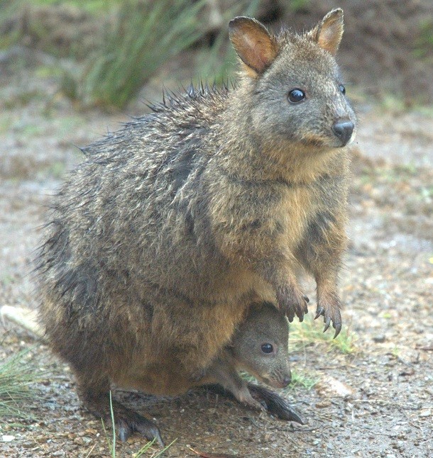 Tasmanian-pademelon-and-joey