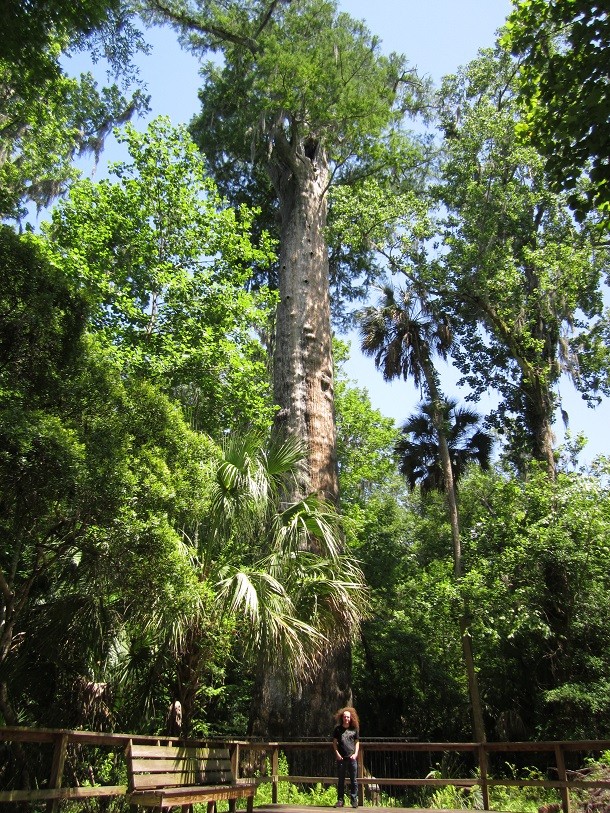 The_Senator_Tree_Longwood_Florida