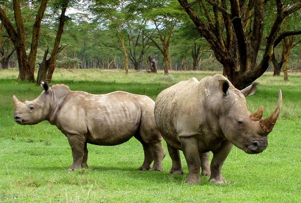 Two_white_rhinos