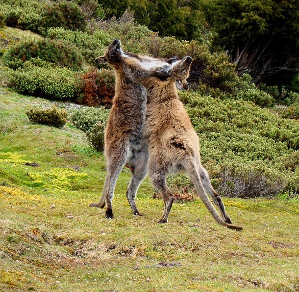 Wallaby-fighting-Tasmania