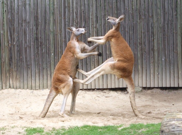 fighting_red_kangaroos