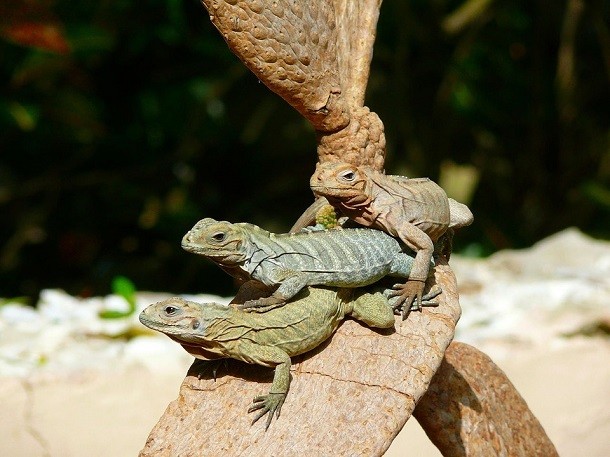 iguanas on tree
