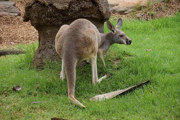 kangaroo from behind