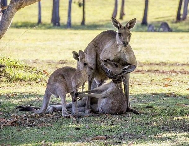 kangaroo hugs baby before she dies