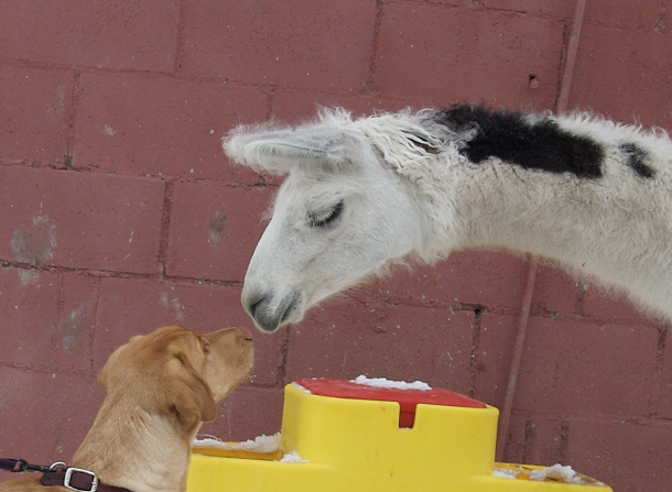 labrador meets a llama
