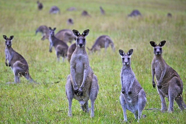 mob of kangaroos
