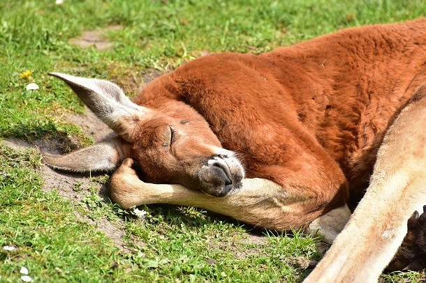 red kangaroo sleeping