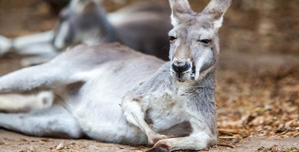 A kangaroo lying on the ground