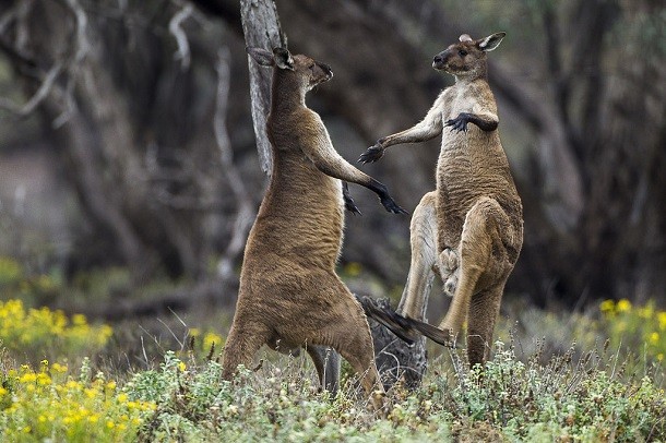 two kangaroos fighting