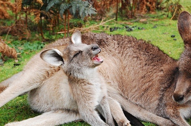 wallaby joey kangaroo