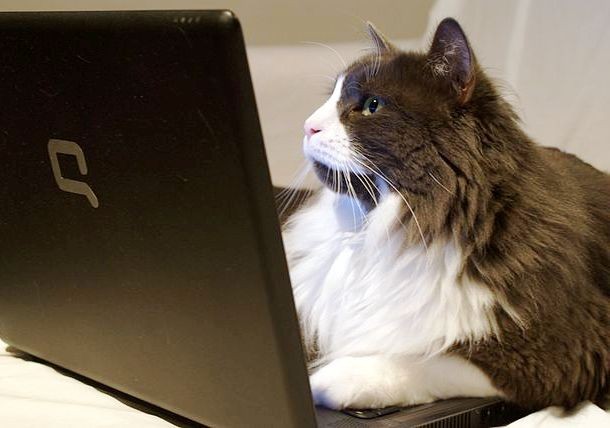 cat with laptop