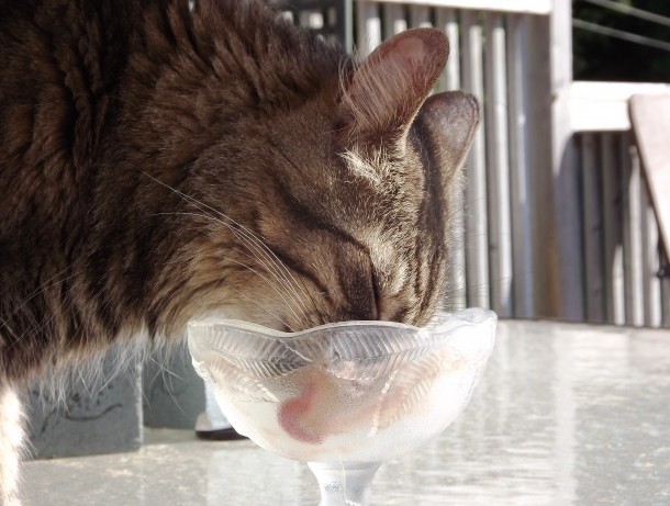 cat licking bowl