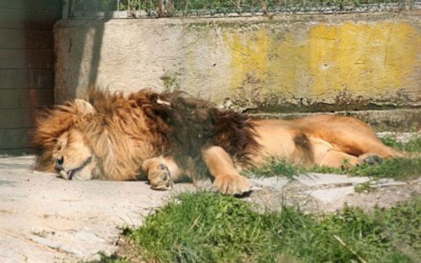 Lion Salzburg zoo
