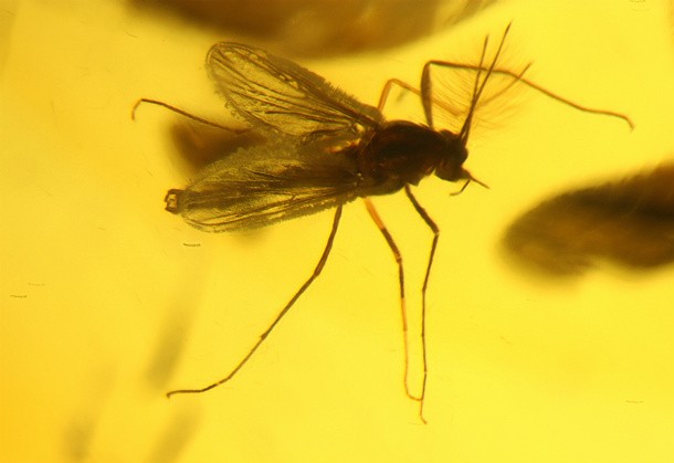 Mosquito_trapped_in_amber