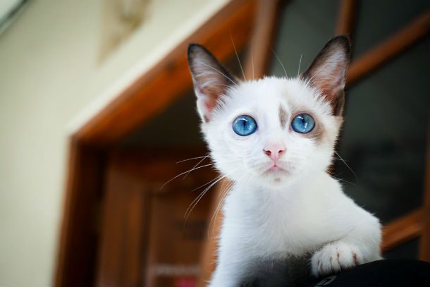 blue eyes kitten