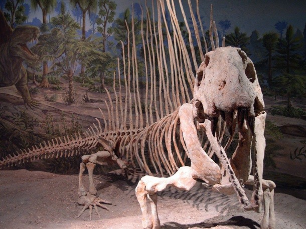 fossil Dimetrodon