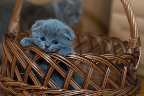 grey kitten in basket