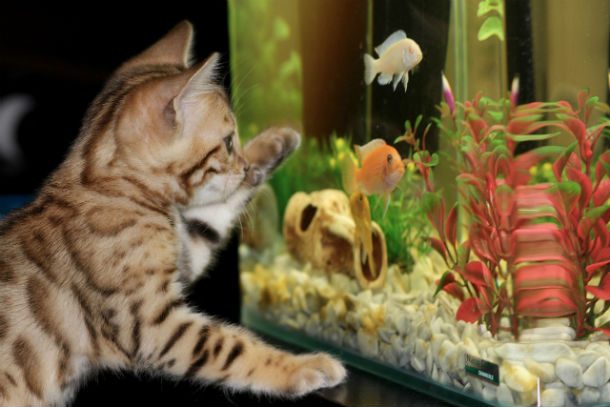 kitten and fish