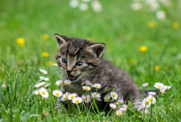 kitten eating flower