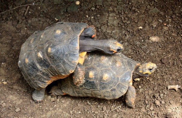 mating turtles
