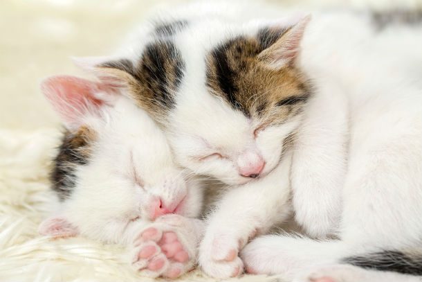 two sleeping kittens