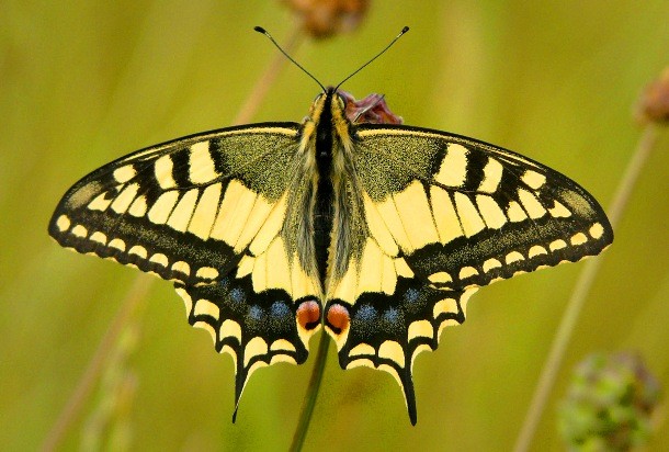 Luzon Peacock Swallowtail