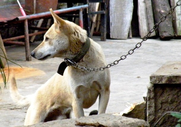 chained dog