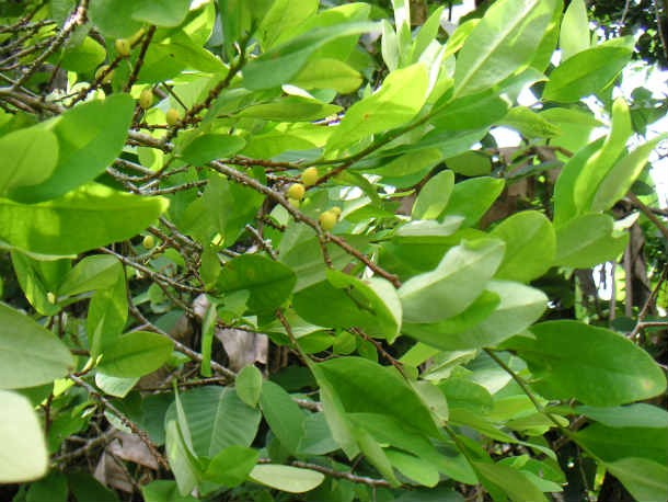 coca plant leaves
