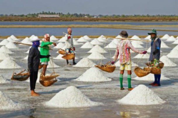 salt harvest