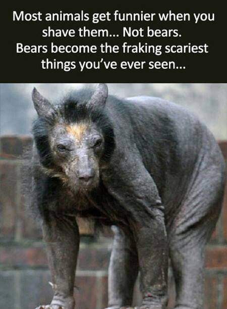 scarybear