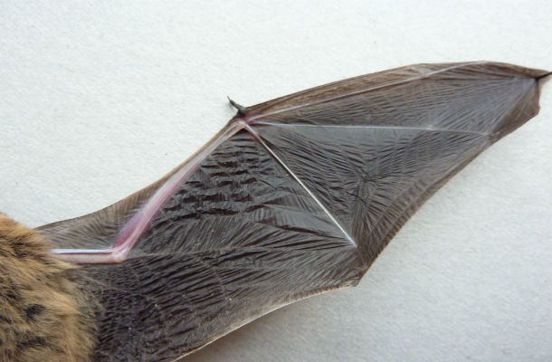 bat wing