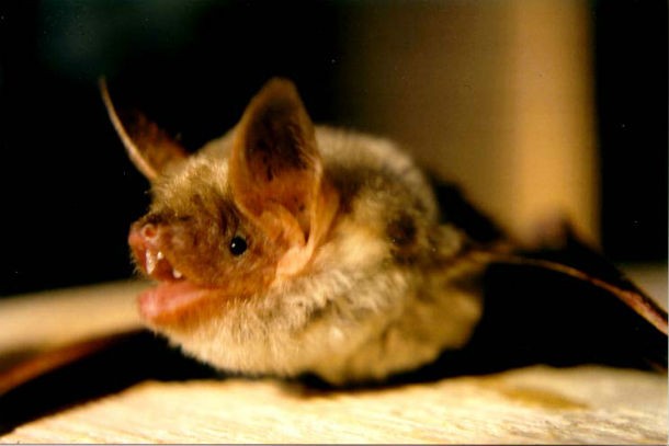mouse-eared bat